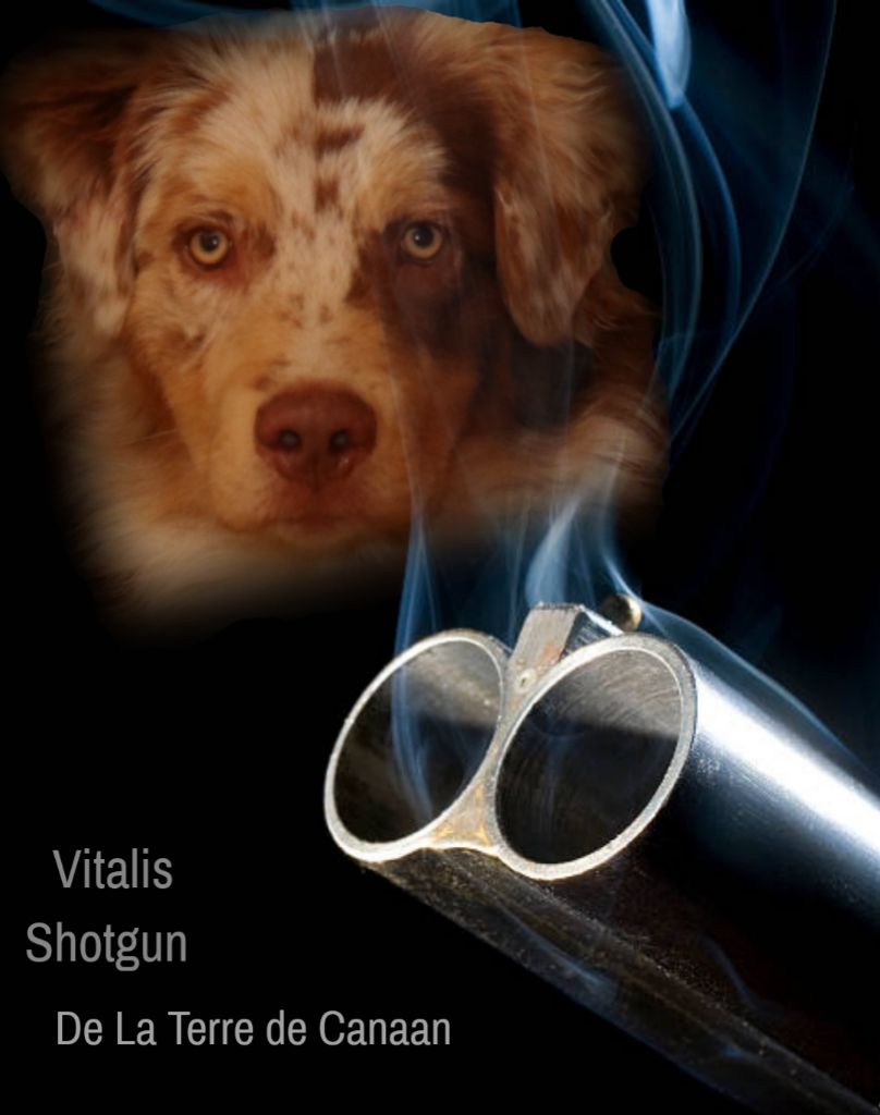 Vitalis shotgun De La Terre De Canaan