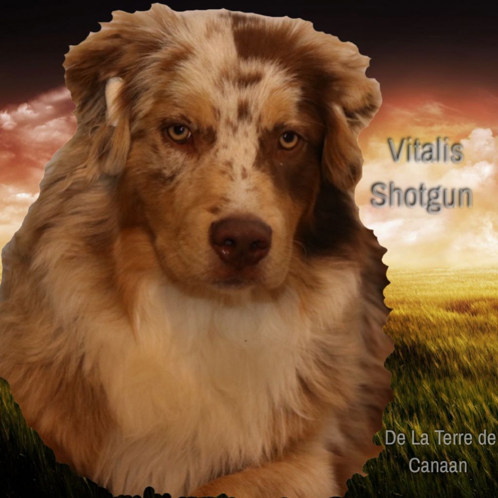 Vitalis shotgun De La Terre De Canaan