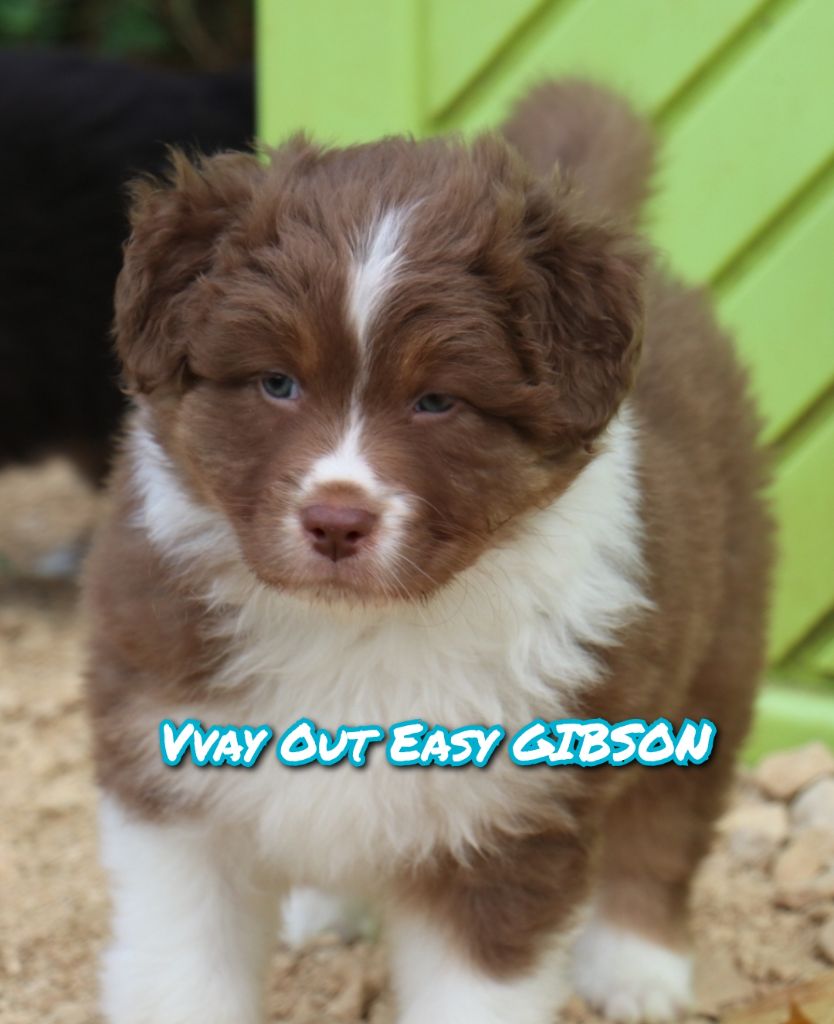 De La Terre De Canaan - Chiot disponible  - Berger Australien