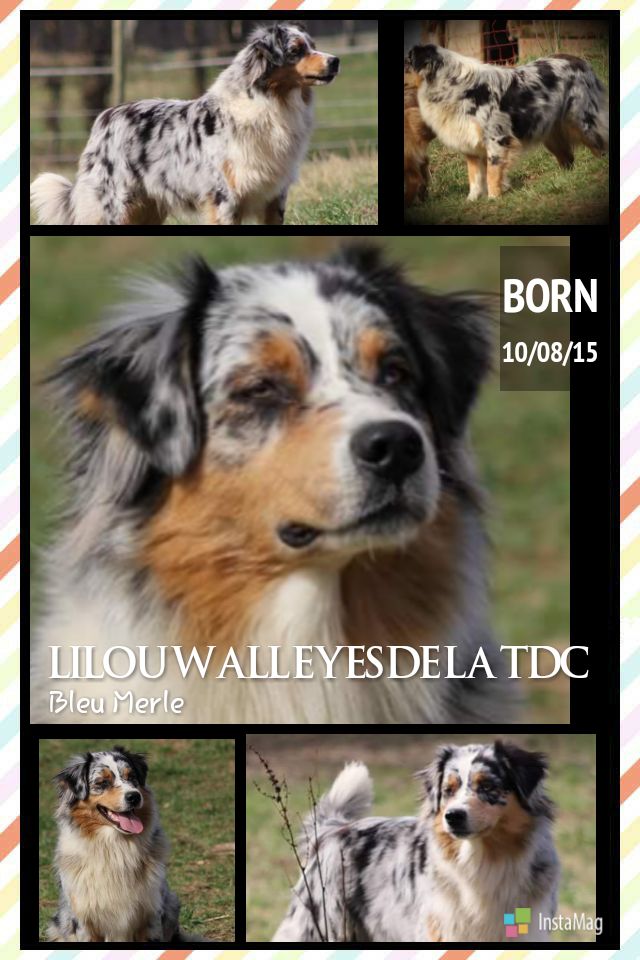 Lilou wall eyes De La Terre De Canaan