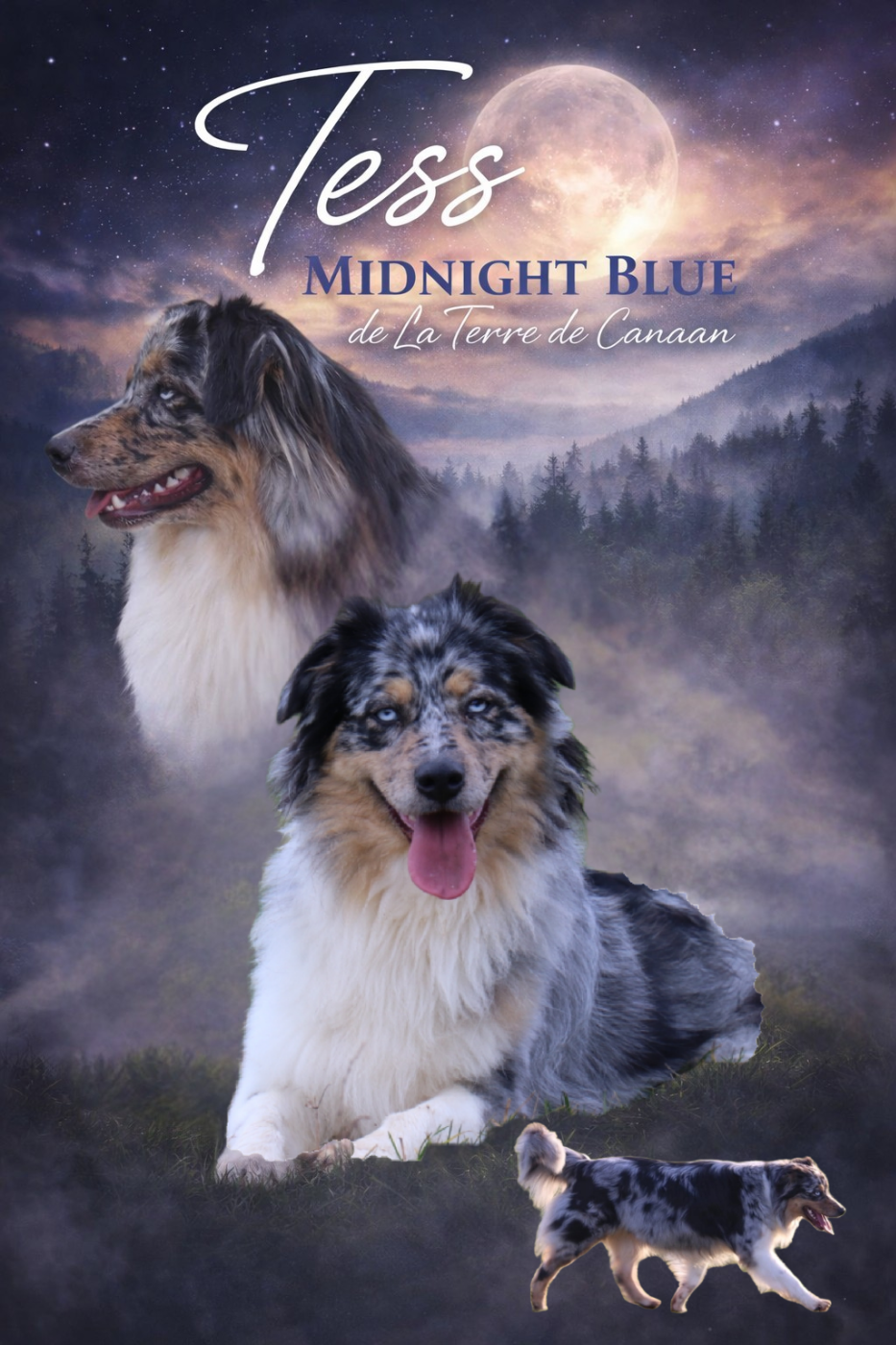 Tess midnight blue De La Terre De Canaan