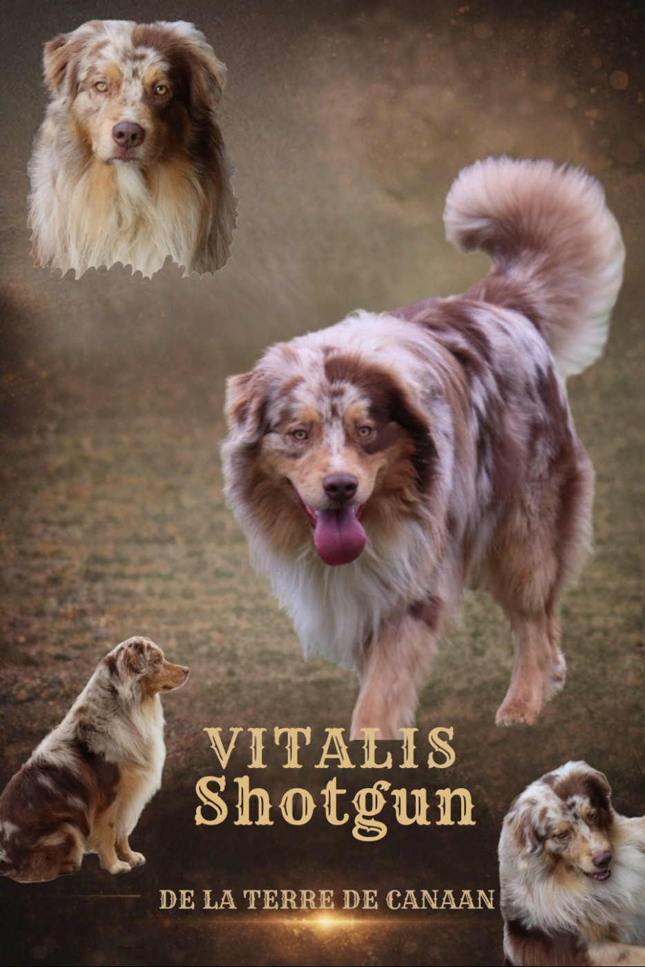Vitalis shotgun De La Terre De Canaan