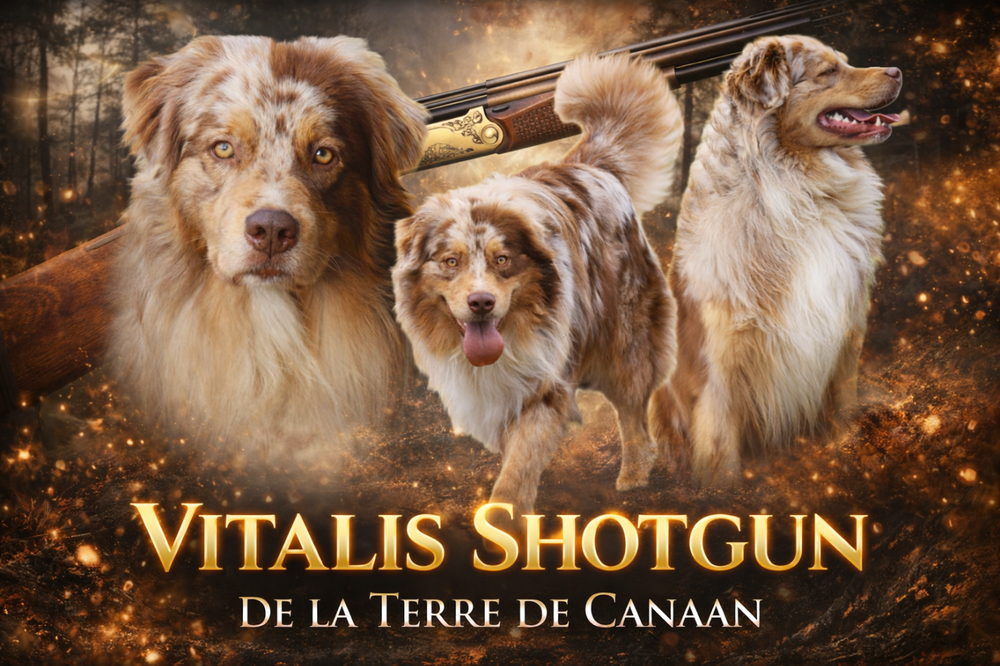 Vitalis shotgun De La Terre De Canaan