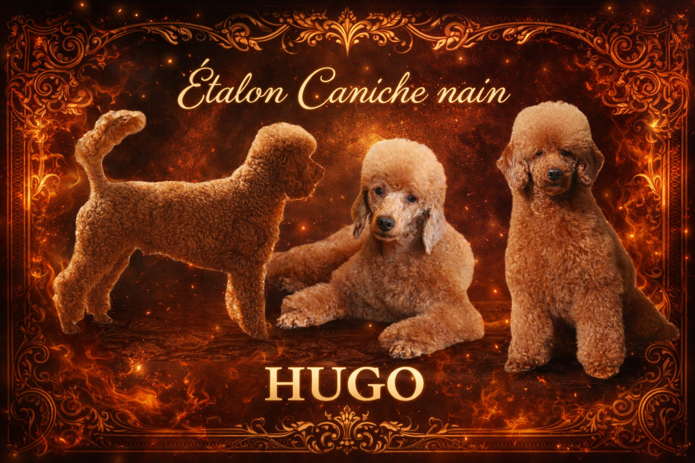 Vivaldi dit hugo Des poupons frises