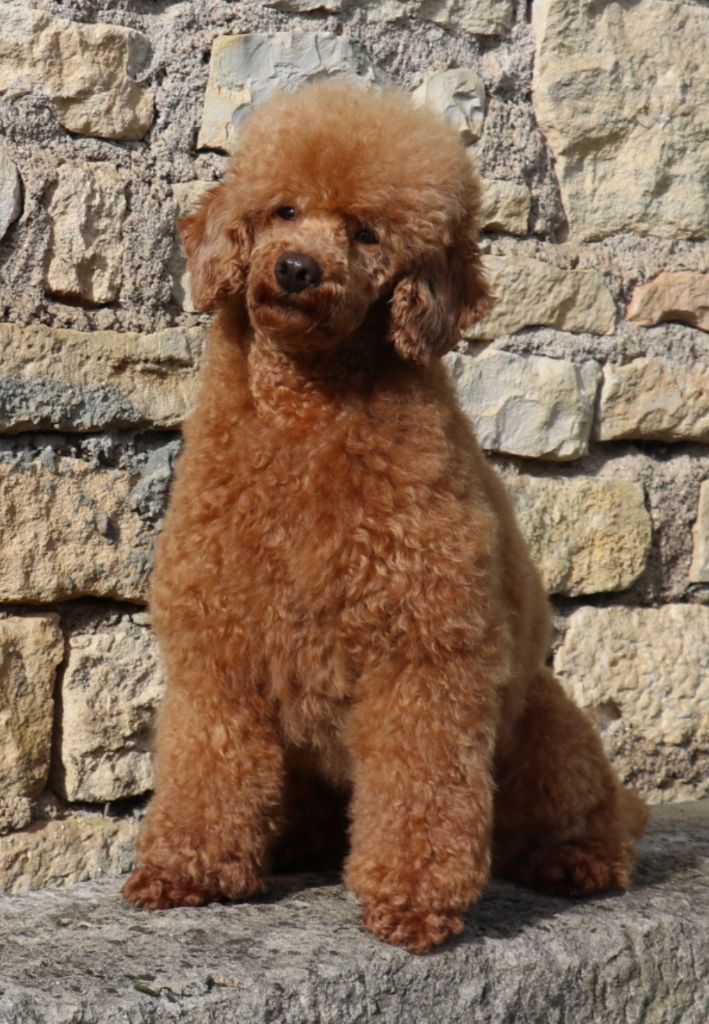 Vivaldi dit hugo Des poupons frises