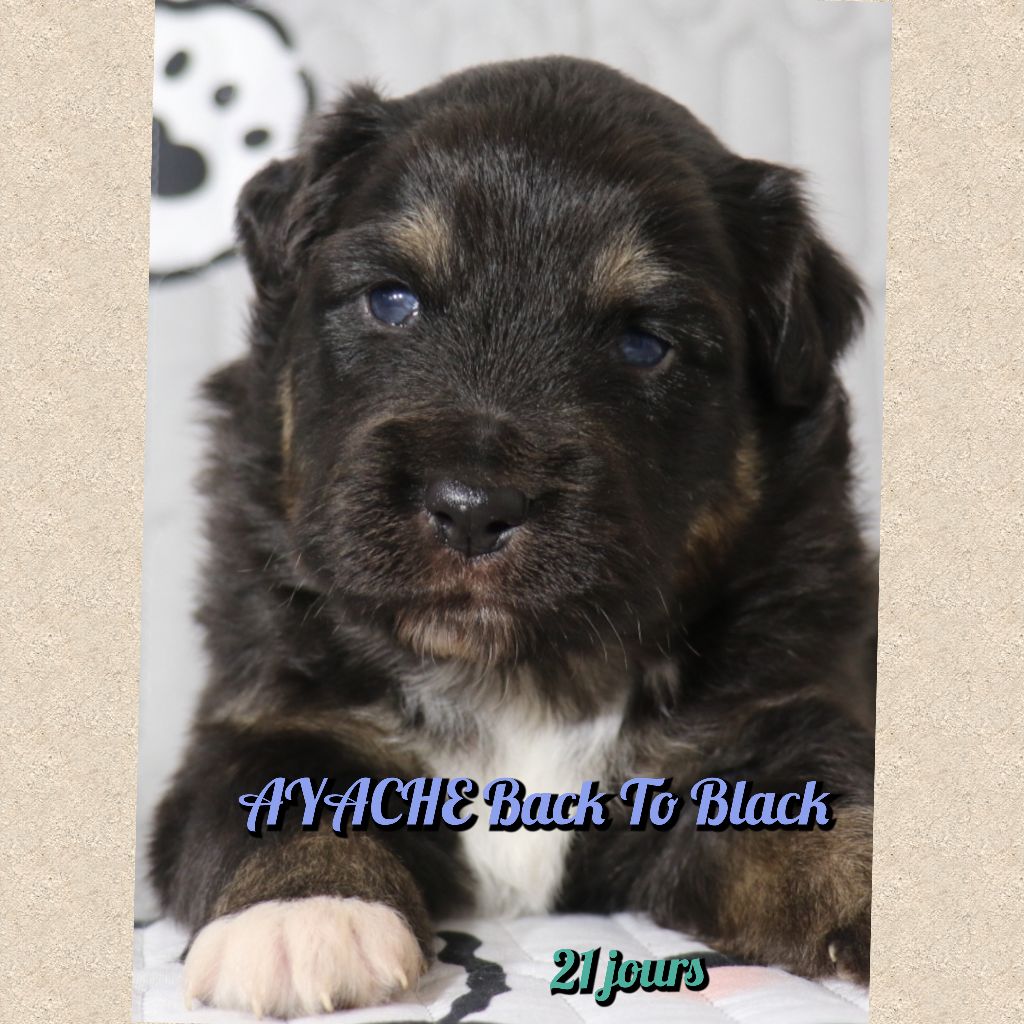 De La Terre De Canaan - Chiots disponibles - Berger Australien