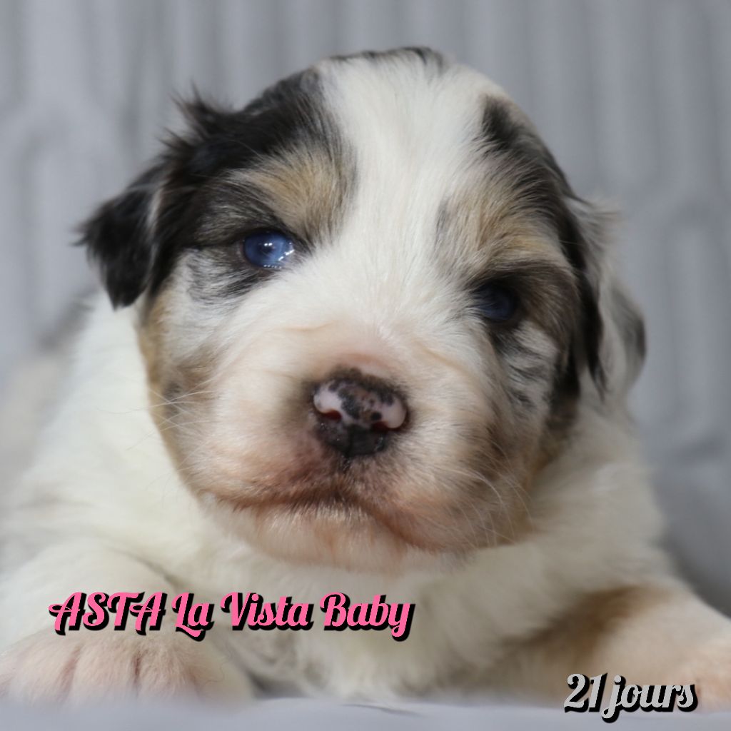 De La Terre De Canaan - Chiots disponibles - Berger Australien