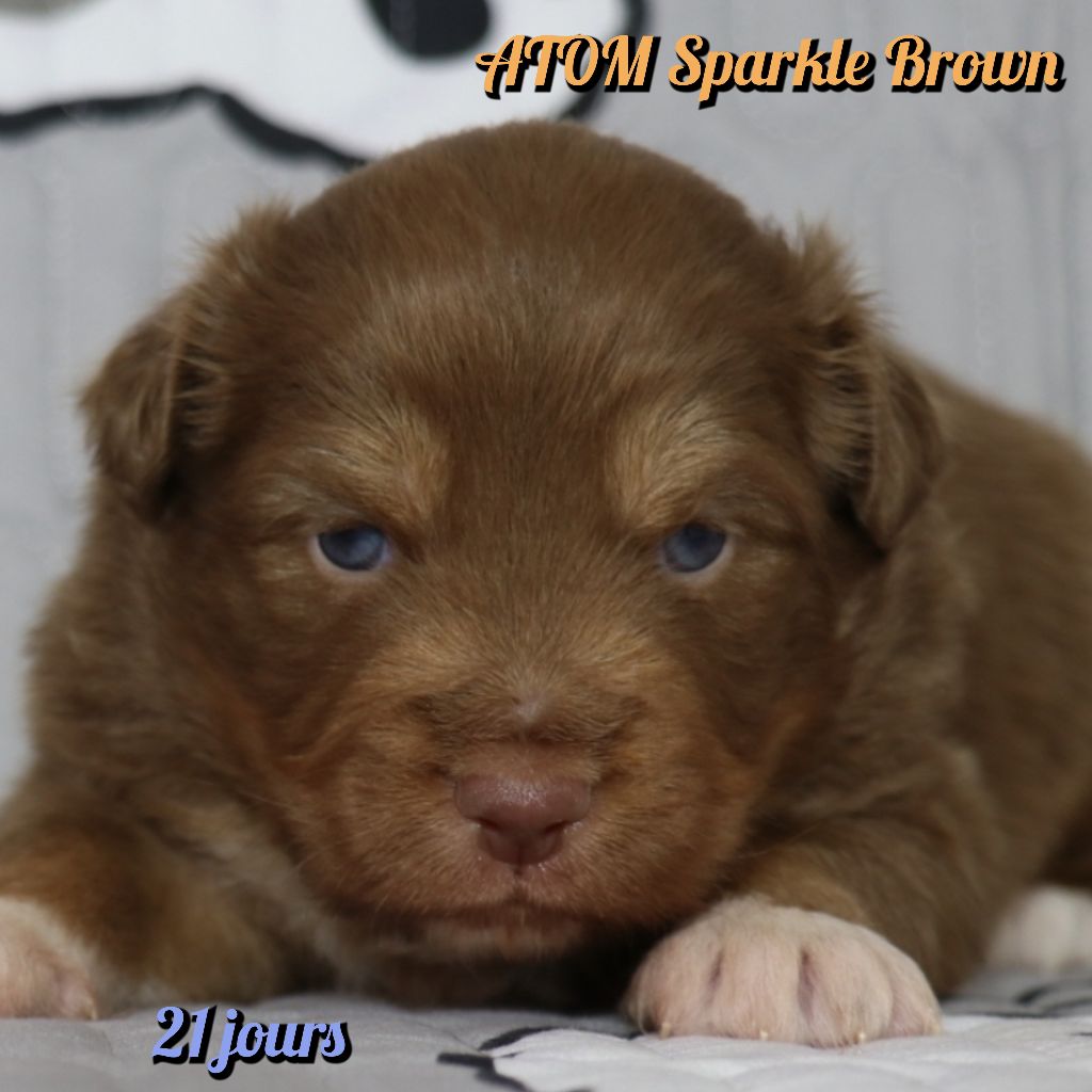 De La Terre De Canaan - Chiots disponibles - Berger Australien