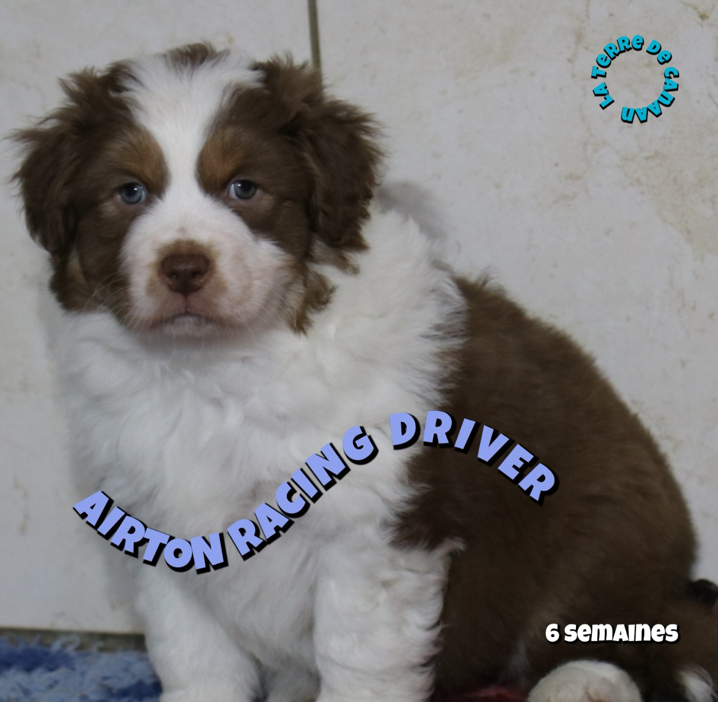 De La Terre De Canaan - Chiots disponibles - Berger Australien