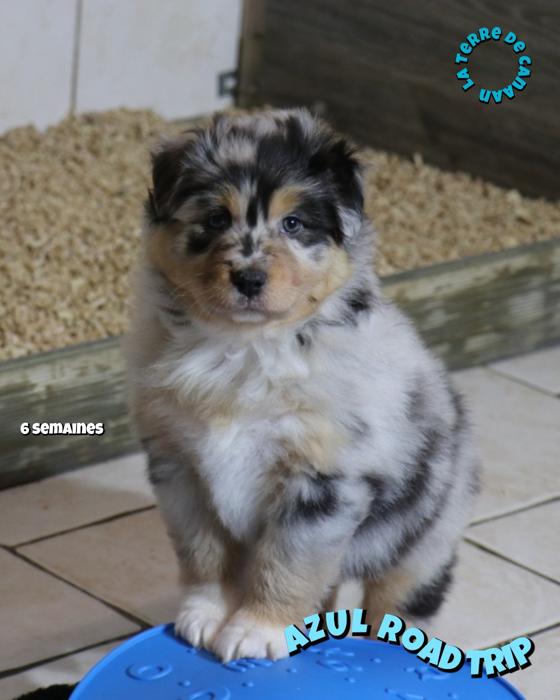 De La Terre De Canaan - Chiots disponibles - Berger Australien