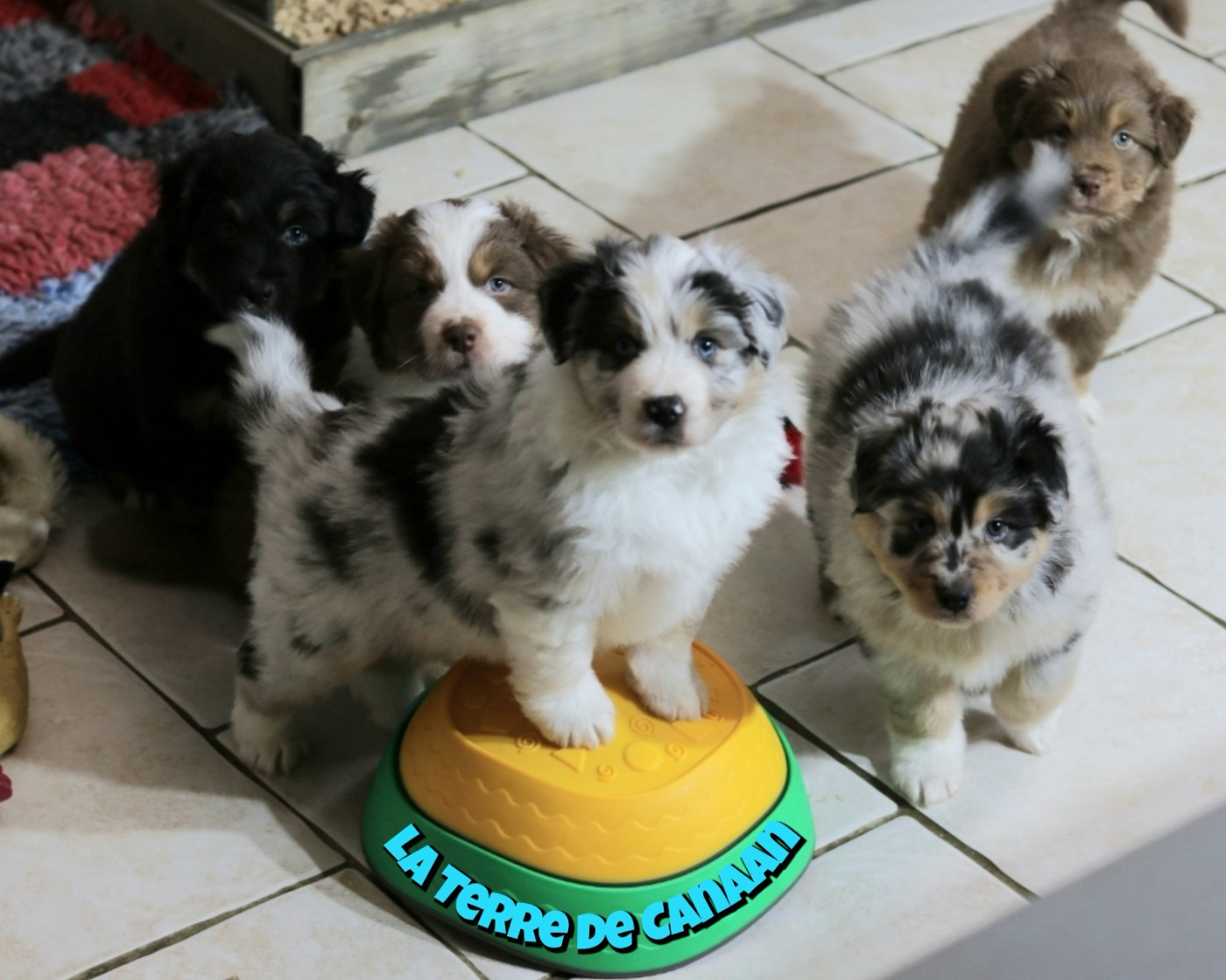 De La Terre De Canaan - Berger Australien - Portée née le 16/09/2025