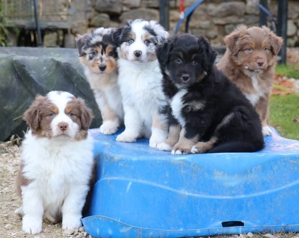 Chiot Berger Australien De La Terre De Canaan