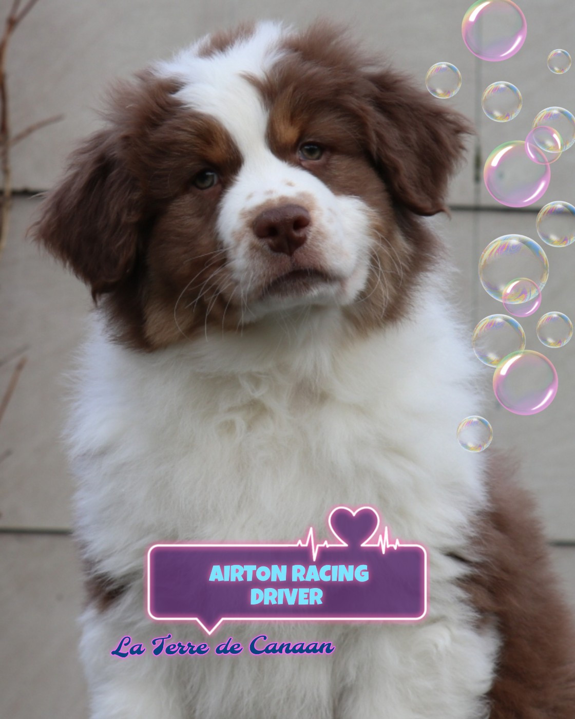 De La Terre De Canaan - Chiots disponibles - Berger Australien