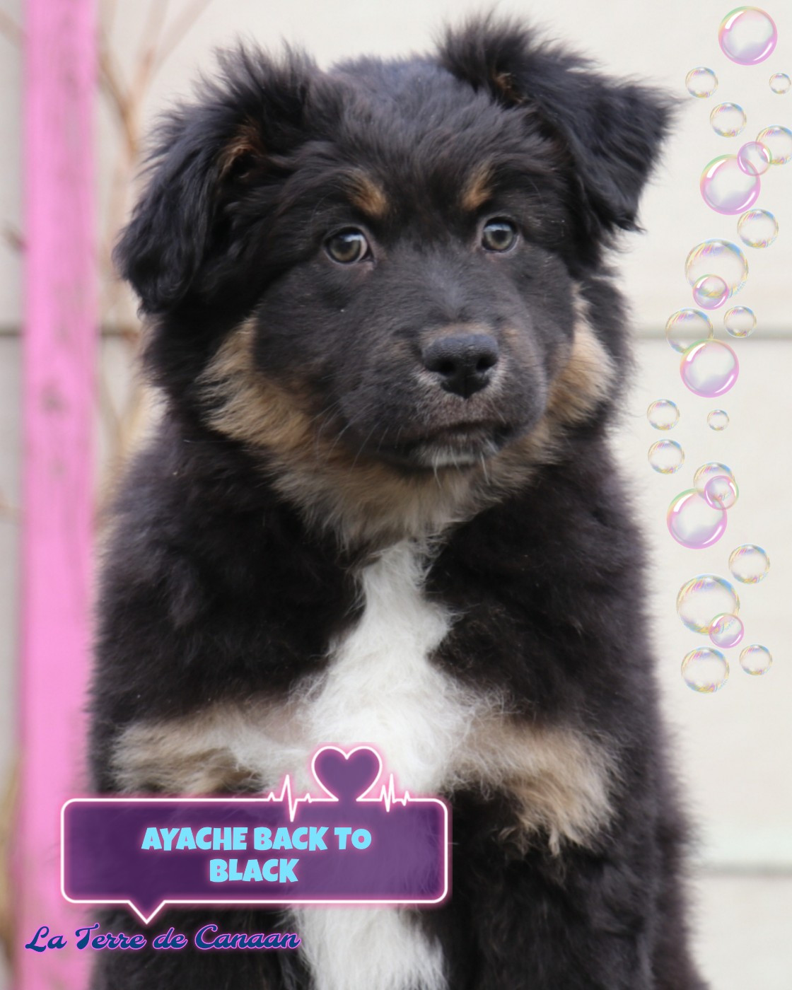 De La Terre De Canaan - Chiots disponibles - Berger Australien