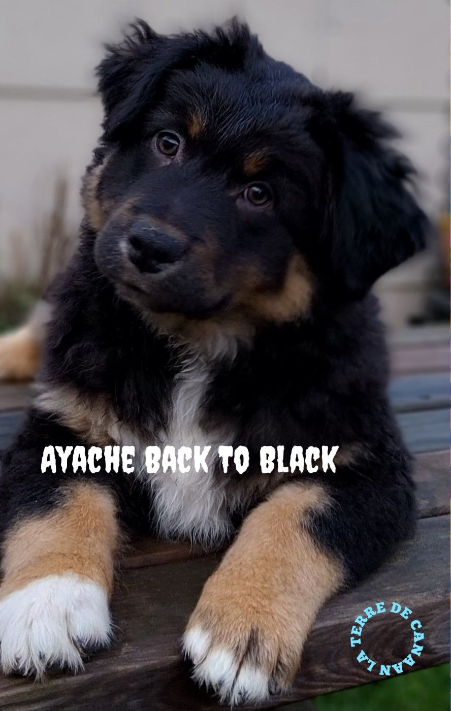 De La Terre De Canaan - Chiots disponibles - Berger Australien