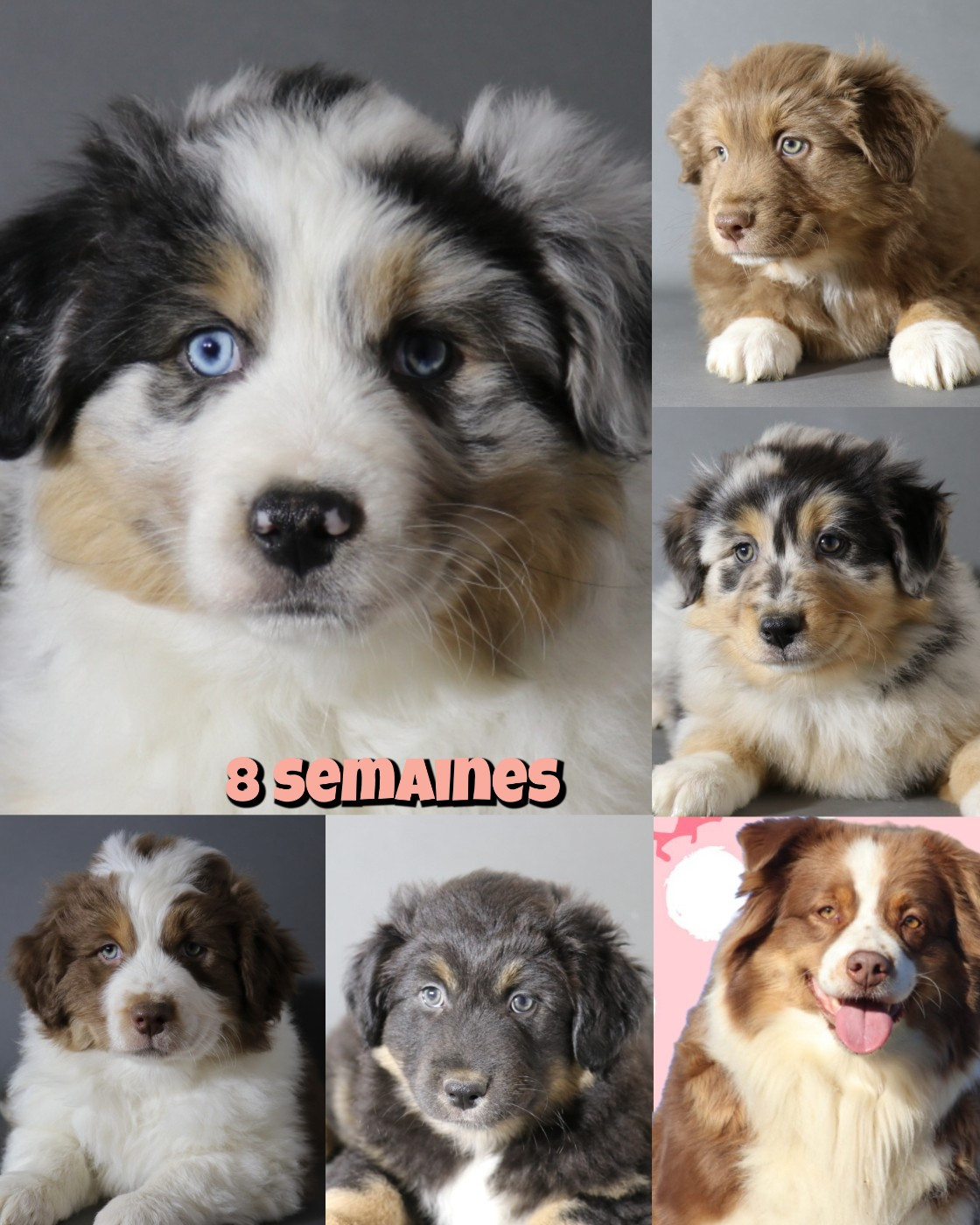 De La Terre De Canaan - Berger Australien - Portée née le 16/09/2025