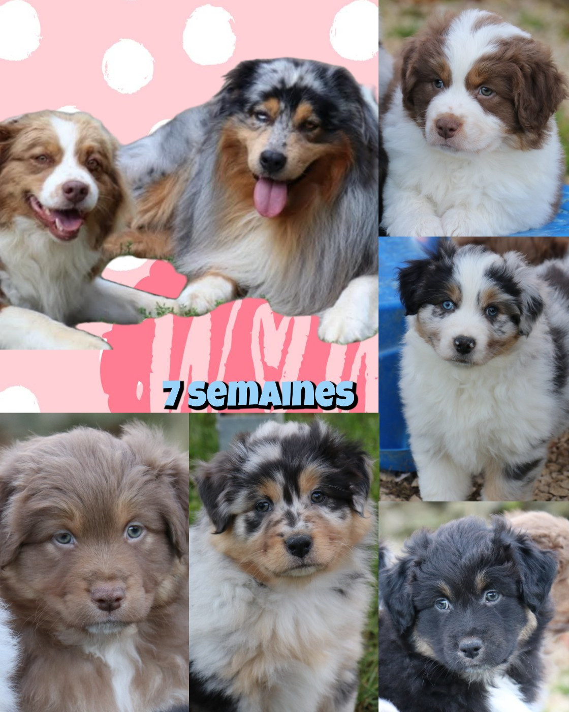 De La Terre De Canaan - Berger Australien - Portée née le 16/09/2025