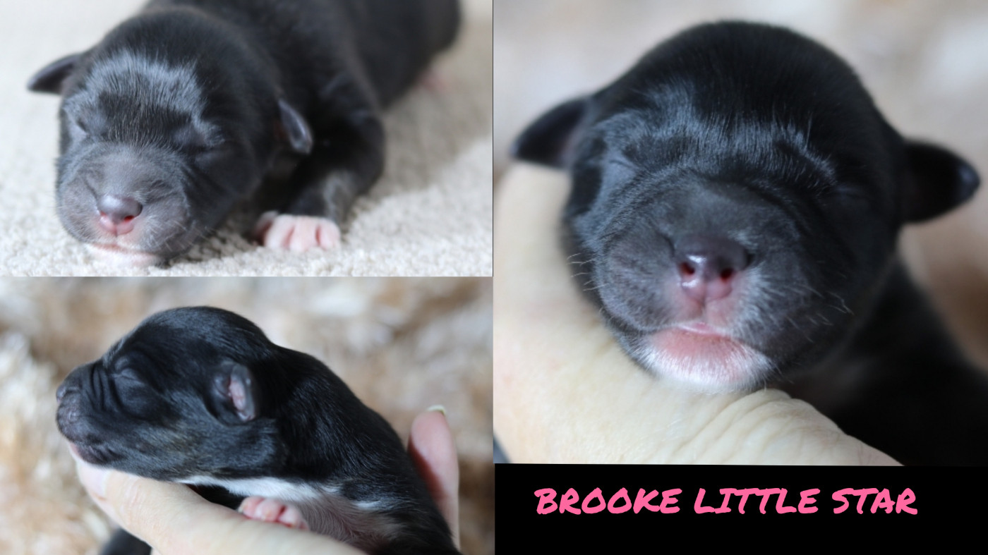 De La Terre De Canaan - Chiots disponibles - Berger Australien