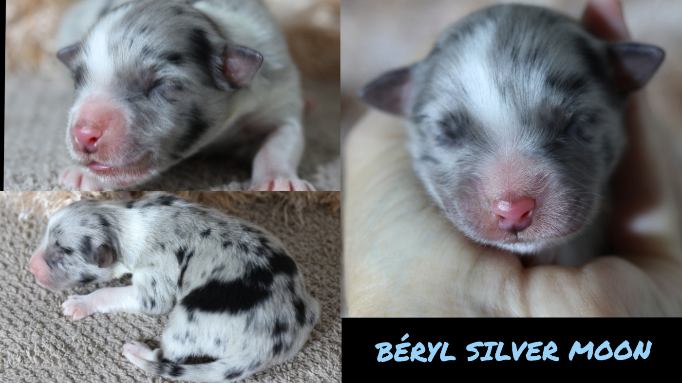 De La Terre De Canaan - Chiots disponibles - Berger Australien