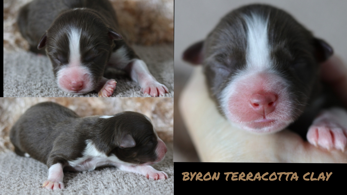 De La Terre De Canaan - Chiots disponibles - Berger Australien