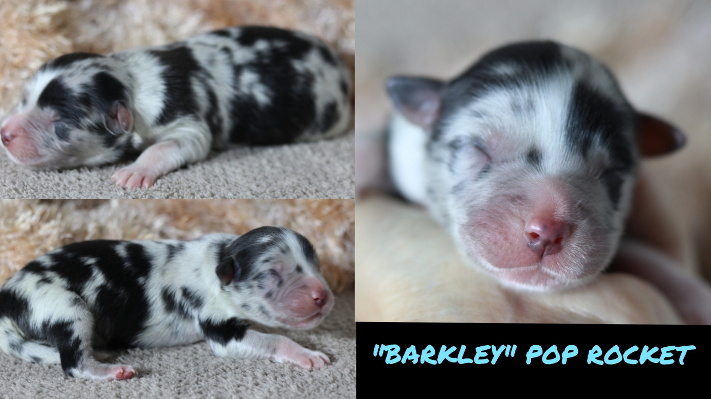 De La Terre De Canaan - Chiots disponibles - Berger Australien
