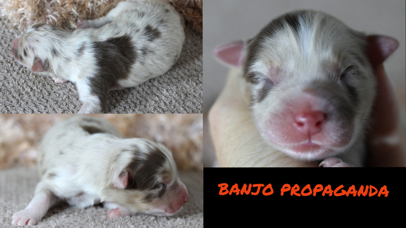 De La Terre De Canaan - Chiots disponibles - Berger Australien