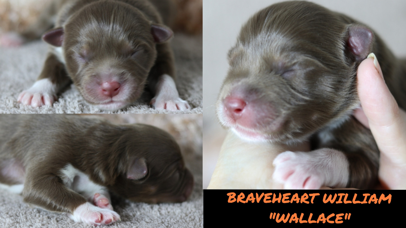 De La Terre De Canaan - Chiots disponibles - Berger Australien