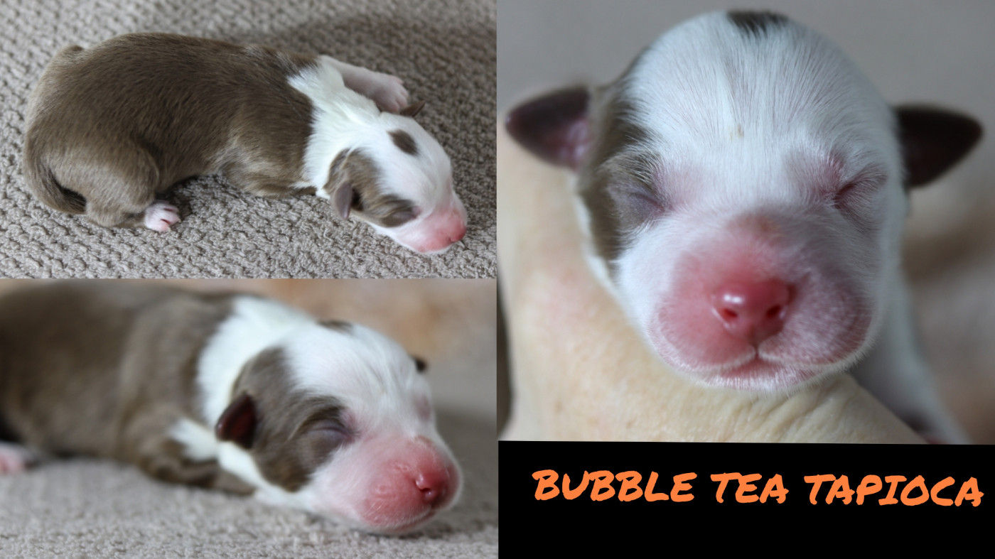 De La Terre De Canaan - Chiots disponibles - Berger Australien