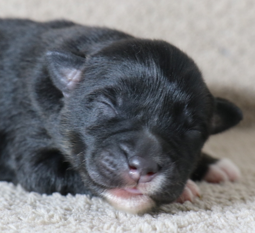 De La Terre De Canaan - Chiots disponibles - Berger Australien