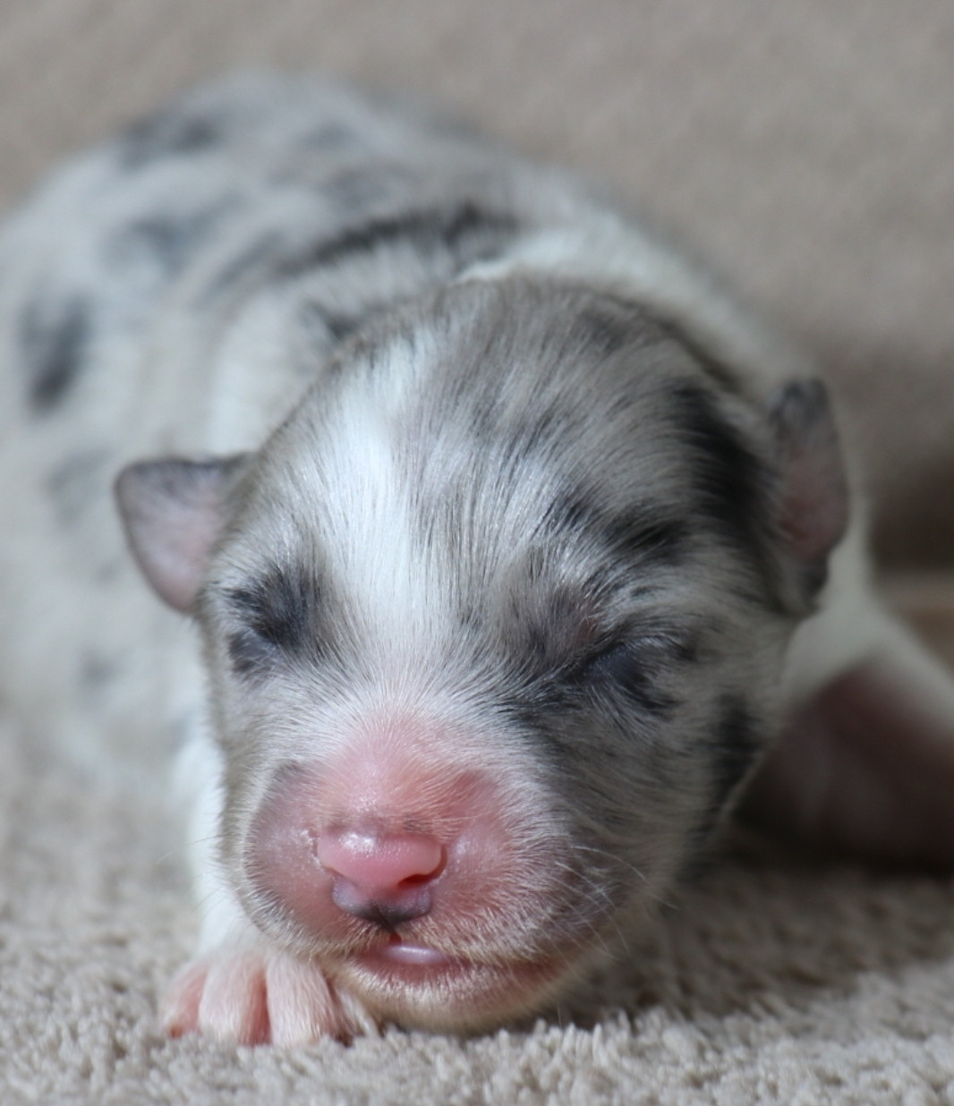 De La Terre De Canaan - Chiots disponibles - Berger Australien