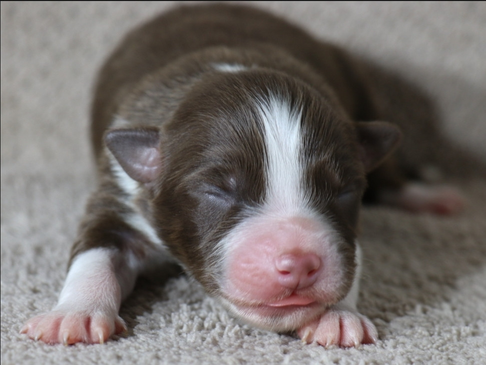 De La Terre De Canaan - Chiots disponibles - Berger Australien