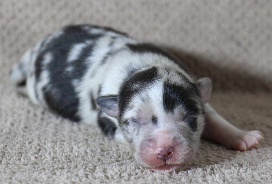 De La Terre De Canaan - Chiots disponibles - Berger Australien