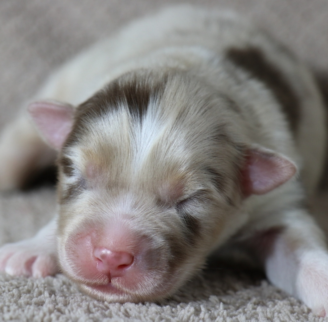 De La Terre De Canaan - Chiots disponibles - Berger Australien