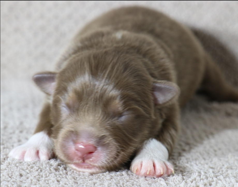 De La Terre De Canaan - Chiots disponibles - Berger Australien