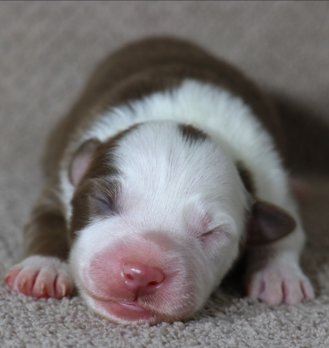 De La Terre De Canaan - Chiots disponibles - Berger Australien