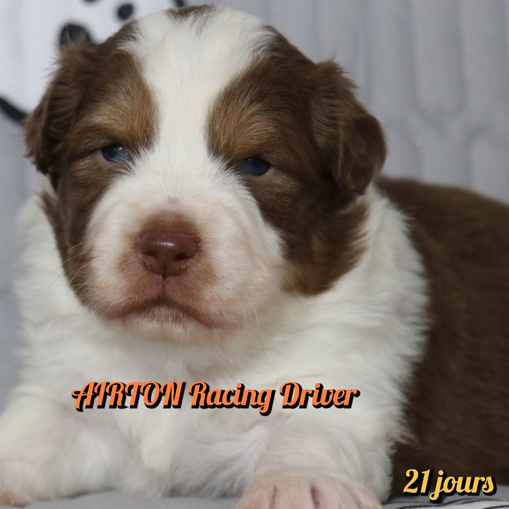 De La Terre De Canaan - Chiots disponibles - Berger Australien