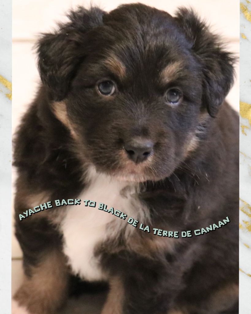 De La Terre De Canaan - Chiots disponibles - Berger Australien
