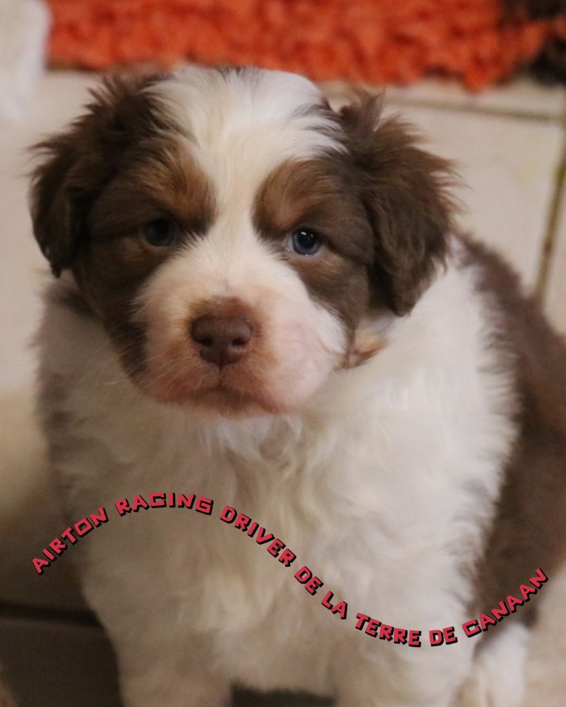 De La Terre De Canaan - Chiots disponibles - Berger Australien