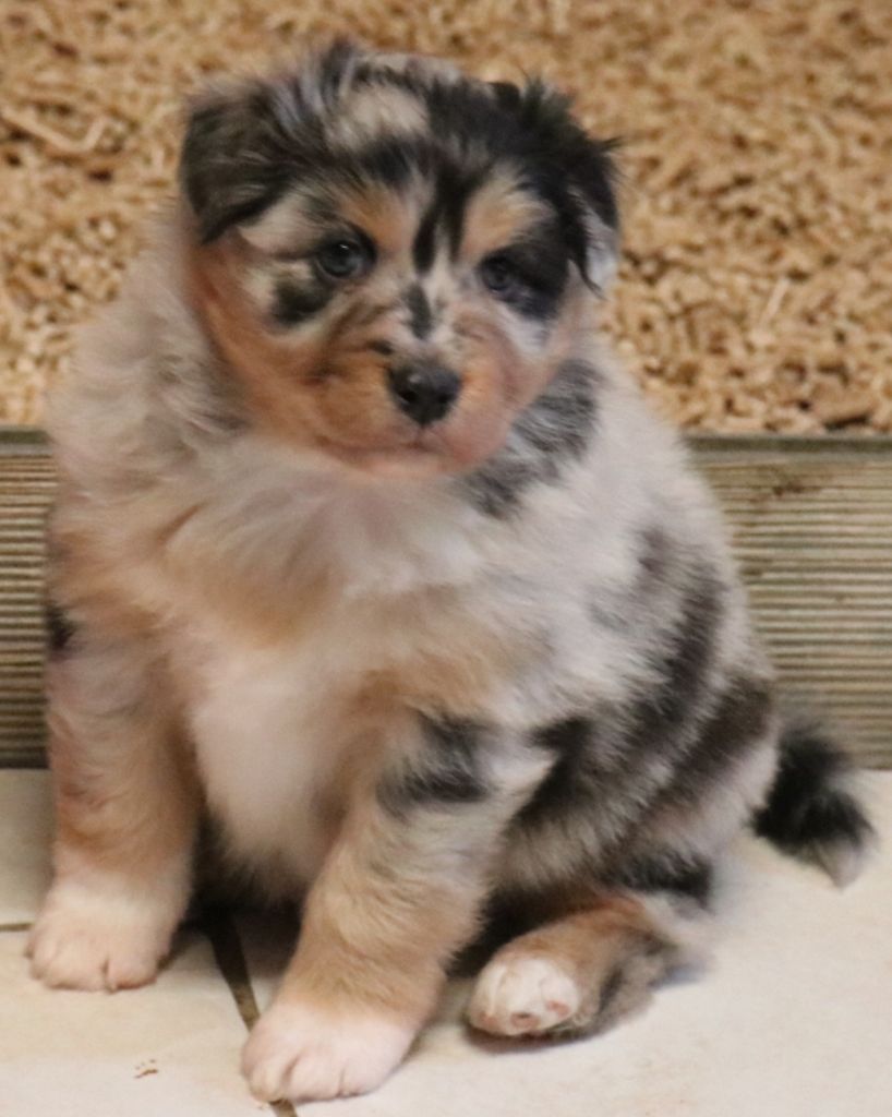 De La Terre De Canaan - Chiots disponibles - Berger Australien