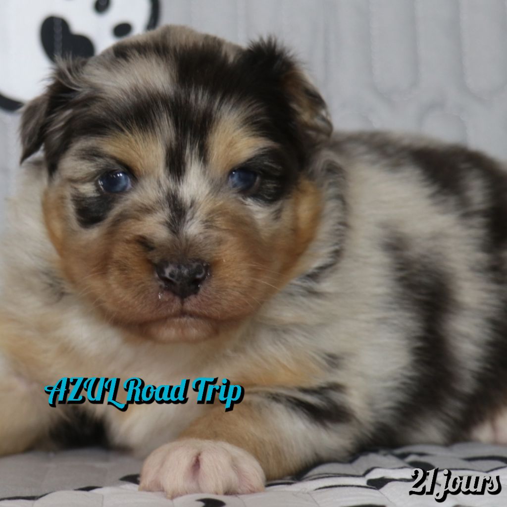 De La Terre De Canaan - Chiots disponibles - Berger Australien