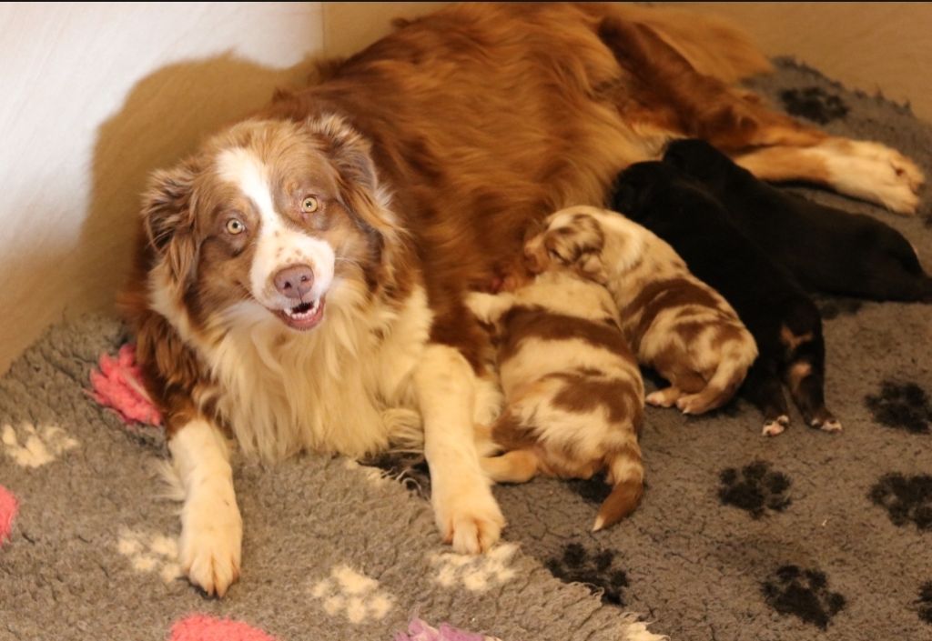 De La Terre De Canaan - Berger Australien - Portée née le 21/02/2023